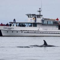 research vessel and orca