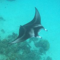 sting ray