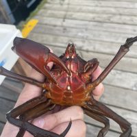 Angry red crab