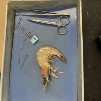 Shrimp dissection