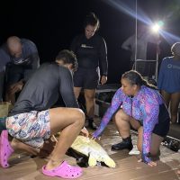 This is a photo of me and a classmate from abroad taking morphometric measurements of a Hawksbill sea turtle after one of our turtling FEXs