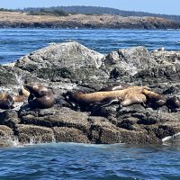 California-Sea-Lions-at-San-Jua