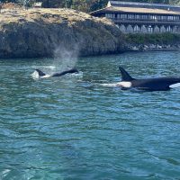 Orcas-at-FHL-Dock