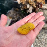 Yellow Marine Organism
