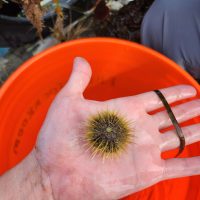 Yellow sea urchin