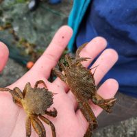 Crabs in hand