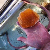 Orange marine organism