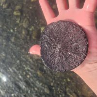 Sand dollar being held