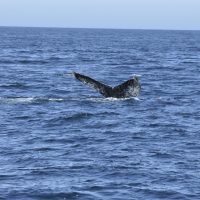 Humpback whale named "Snowy Alex" in Monterey Bay California
