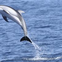 Pacific white-sided dolphin in Monterey Bay