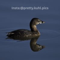 Pied-billed grebe from Union Bay including my Instagram handle