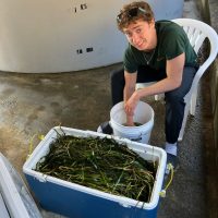 Student processing eel grass