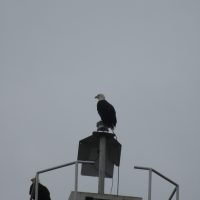 Bald Egal on boat