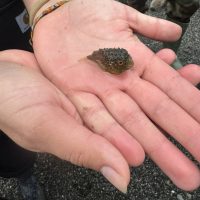 Lumpsucker in palm of hand
