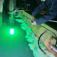Kittiwake trawl with zoobot invertebrates class