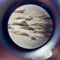 Photo through a scope viewing Harbor Seals at Yellow Island, WA.