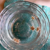 Juvenile sunflower sea stars