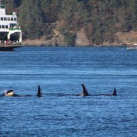 Orcas and ferry