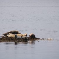Otter