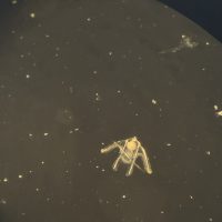 echinodermata