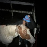 Man with horse