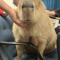 capybara