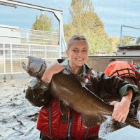 Chinook salmon at the Issaquah hatchery