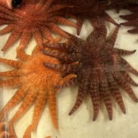 Sunflower Sea Stars in a tank