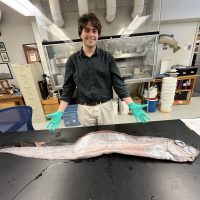 king salmon processing in fish collection