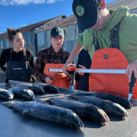 Measuring fish - 3 people in waders
